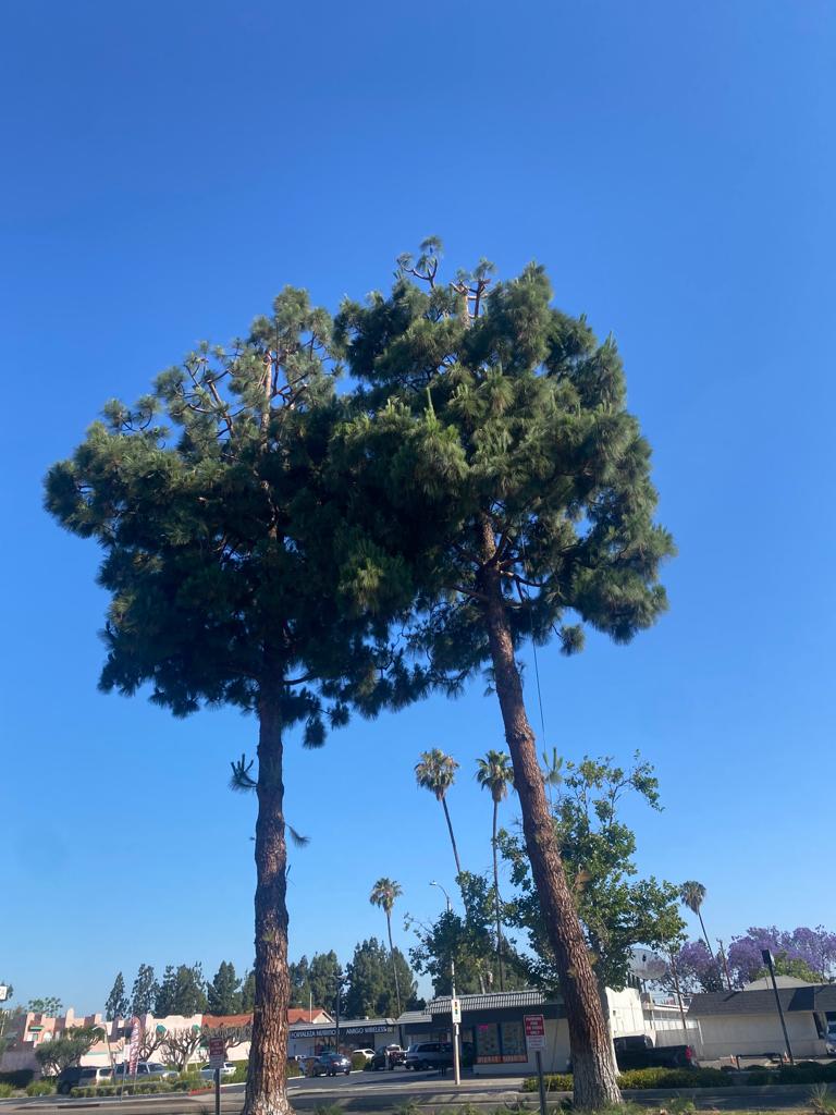 Joaquin Tree Services Image